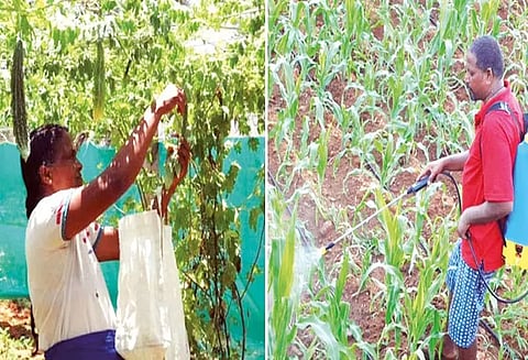 விவசாயிகளுக்கு வழிகாட்டி, வறட்சி பூமியை வளப்படுத்தும் தம்பதி