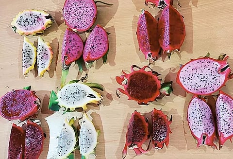 புதிய டிராகன் பழங்களை உருவாக்கி சாதனை