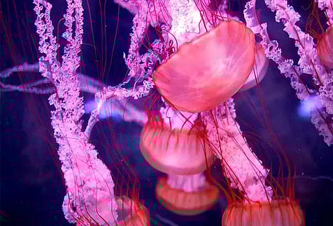 முதுமையை தடுக்க ஜெல்லிமீன்களை கொண்டு விஞ்ஞானிகள் புதிய ஆராய்ச்சி..!