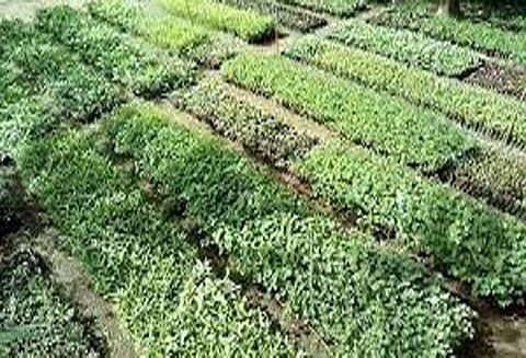 பயிர் உற்பத்தி திட்டம்