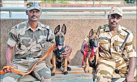சென்னை விமான நிலையத்தில் வெடிகுண்டுகளை கண்டுபிடிக்கும் அதிக சக்தியுடைய 2 மோப்ப நாய்கள்