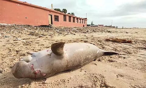 இறந்த நிலையில் கரை ஒதுங்கிய கடல் பசு