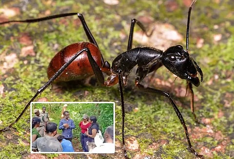 திண்டுக்கல் அருகே ஊருக்குள் புகுந்த மஞ்சள் பைத்தியம் எறும்புகள்;மக்கள் அச்சம்