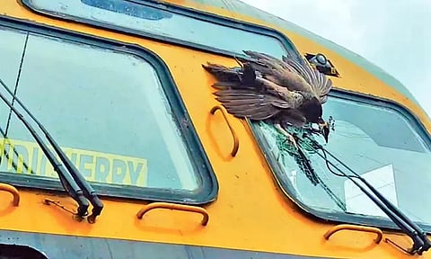 மயில்கள் மீது ரெயில் மோதியதில் கண்ணாடி விரிசல் - ரெயில் போக்குவரத்து பாதிப்பு