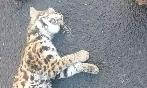 வாகனம் மோதி சிறுத்தை பூனை சாவு