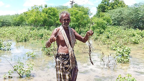 வயல்களில் தண்ணீர் தேங்கி பருத்தி செடிகள் நாசம்