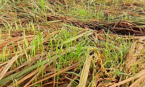 அறுவடைக்கு தயாரான நெற்பயிர்கள் சாய்ந்தன