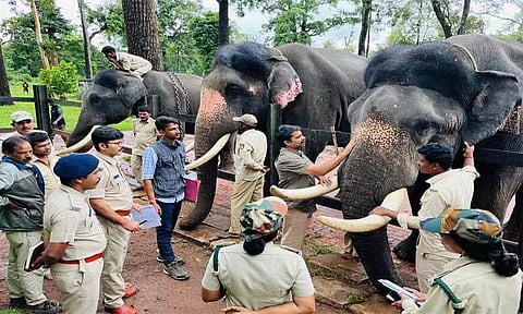 தசரா யானைகளுக்கு, பீரங்கி வெடிகுண்டு சத்த பயிற்சி வருகிற 8-ந்தேதி தொடங்குகிறது