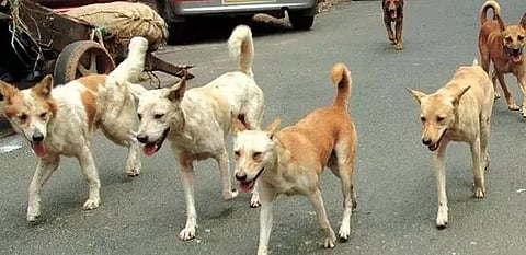 தெருநாய்கள் கடித்து குதறியதில் படுகாயம் அடைந்த பெண் ஆபத்தான நிலையில் மருத்துவமனையில் அனுமதி