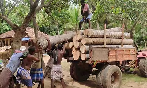 கஜா புயலால் பாதிக்கப்பட்ட தென்னை மரங்கள் வெட்டி அகற்றம்