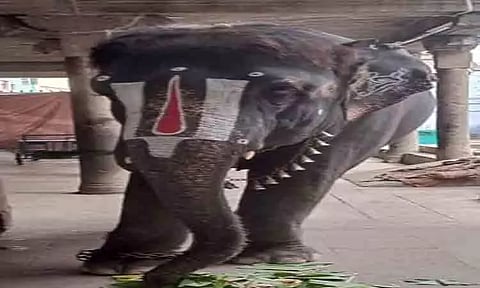 ஸ்ரீவில்லிபுத்தூர் கோவில் யானை பற்றி பரவும் தகவல்