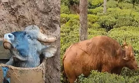 நீலகிரியில் கழிவுநீர் தொட்டியில் தவறி விழுந்த காட்டெருமை - 4 மணி நேரம் போராடி மீட்ட வனத்துறையினர்