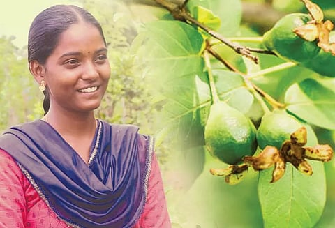 கொய்யா விவசாயத்தில் அசத்தும் கிருஷ்ணவேணி