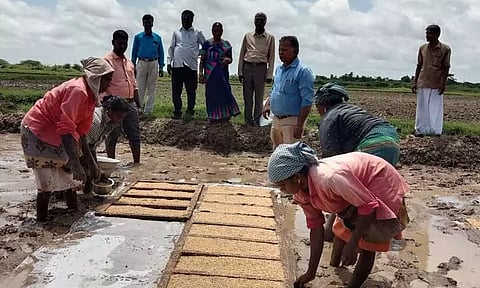 பாரம்பரிய ரக நெல் சாகுபடி பணி