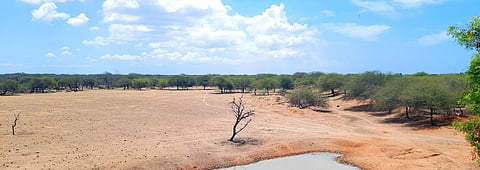 வறண்டு கிடக்கும் மேலச்சல்வனூர் பறவைகள் சரணாலயம்