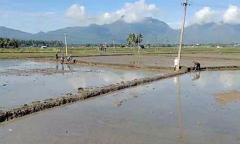 நெல் சாகுபடி பணிகள் தீவிரம்