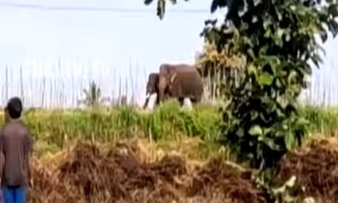 கிருஷ்ணகிரியில் ஊருக்குள் புகுந்த இரண்டு காட்டுயானைகள் - பட்டாசு வெடித்து விரட்டியடித்த வனத்துறை