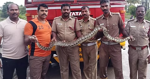 கால்வாயில் வந்த 10 அடி நீள மலைப்பாம்பு