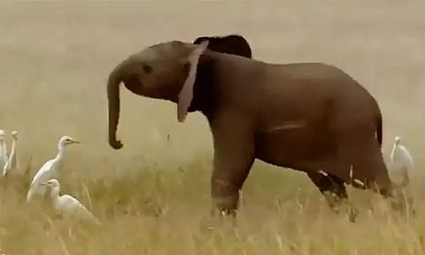 விநாயகர் சிலைகள் கரைக்கும் விழா: அடுத்த வருடம் சந்திப்போம்... தொழிலதிபர் ஆனந்த் மஹிந்திராவின் டுவிட்டர் பதிவு!