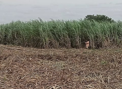 கரும்பு அறுவடை பணிகள் தீவிரம்