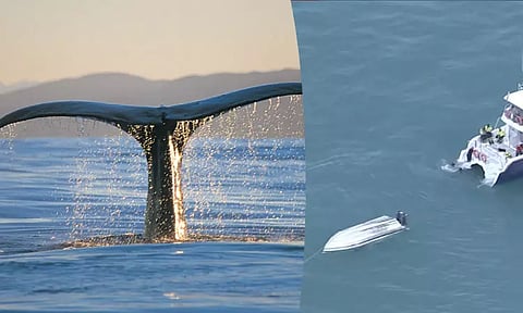 திமிங்கலம் மோதி கடலில் கவிழ்ந்த படகு - 5 பேர் பலி