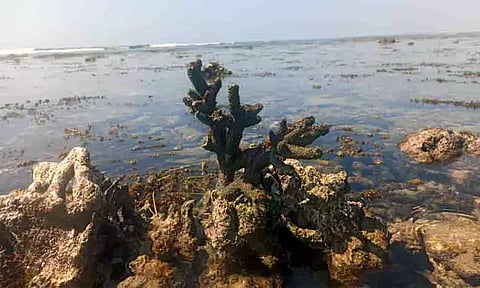 ஆஸ்திரேலிய பாலைவனத்தில் பல மில்லியன் ஆண்டுகள் பழமையான பவளப்பாறை கண்டுபிடிப்பு!