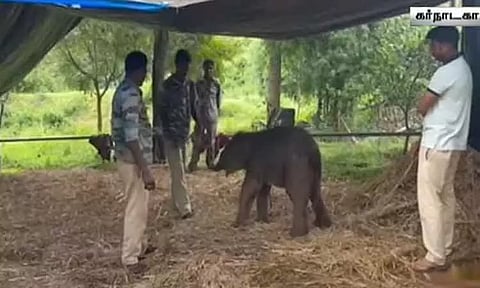 கர்நாடகத்தில் மேய்ச்சலுக்கு சென்ற மாடுகளுடன் ஊருக்குள் வந்த யானைக்குட்டி - வனத்துறையிடம் ஒப்படைப்பு