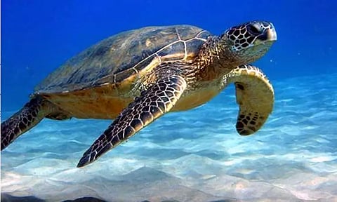 உலகம் முழுவதும் கடந்த 30 ஆண்டுகளில் 1.1 மில்லியன் கடல் ஆமைகள் கொல்லப்பட்டுள்ளன - ஆய்வில் தகவல்!