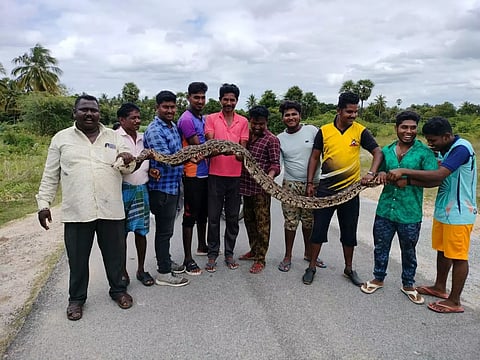 கிருஷ்ணகிரி அருகே 10 அடி நீள மலைப்பாம்பு பிடிபட்டது