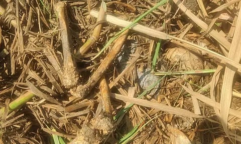 கரும்பு தோட்டத்தில் மனித எலும்புக்கூடு