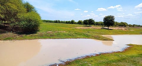 வறண்டு கிடக்கும் காஞ்சிரங்குளம், சித்திரங்குடி பறவைகள் சரணாலயம்