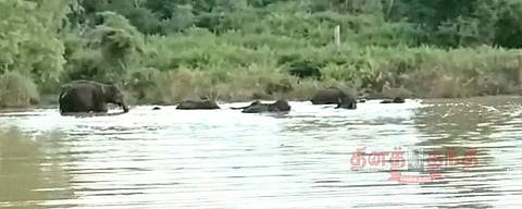 தேன்கனிக்கோட்டை அருகே ஏரியில் குளித்த யானைகள் கூட்டம்