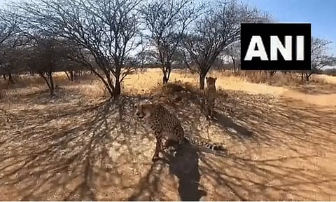 70 ஆண்டுகளுக்கு பின் இந்தியா வரும் சிறுத்தைகள்! தயார் நிலையில் பூங்கா நிர்வாகம்