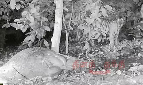 மால்தாரே கிராமம் அருகே கண்காணிப்பு கேமராவில் புலி நடமாட்டம் பதிவு; கிராம மக்கள் பீதி