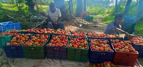 உப்புக்கோட்டை பகுதியில் தக்காளி விலை அதிகரிப்பு: விவசாயிகள் மகிழ்ச்சி