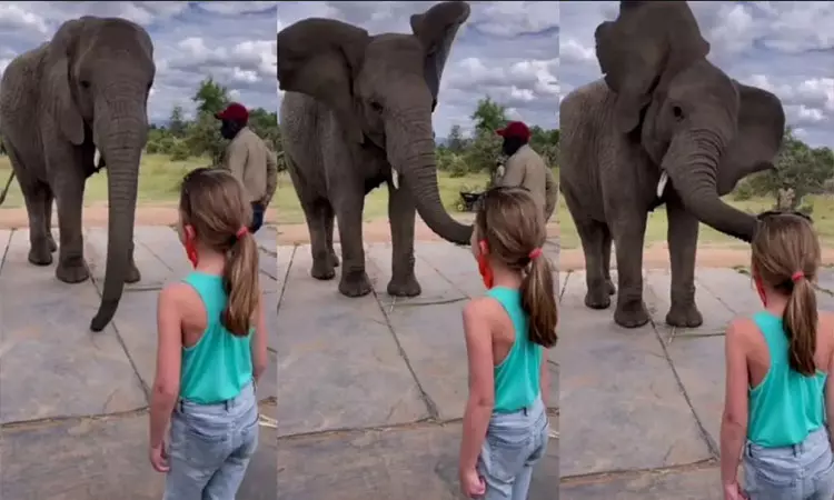 நீ மட்டும்தான் ஆடுவியா... நானும் ஆடுவேன் பாரு; ஆச்சரியமடைய வைத்த யானை