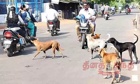 தெருக்களில் சுற்றித்திரியும் நாய்களால் பொதுமக்கள் அச்சம்