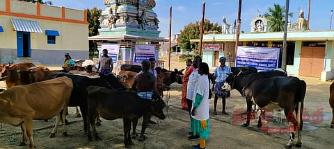 கால்நடைகளுக்கு மலடு நீக்க சிறப்பு முகாம்