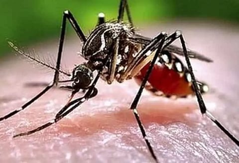 கொசு மருந்து தெளிக்கும் பணி தீவிரம்