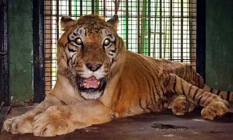 தாவரேகொப்பா உயிரியல் பூங்காவில் ஆண் புலி செத்தது