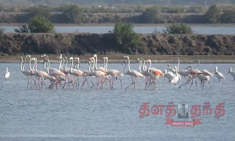 கோடியக்கரை சரணாலயத்தில் குவியும் வெளிநாட்டு பறவைகள்