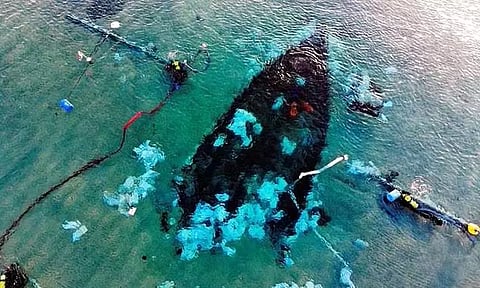 Image Credit:twitter @thandojo