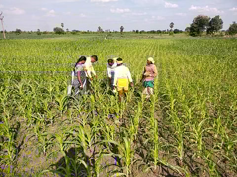 மக்காச்சோள பயிரில் படைப்புழு தாக்குதலை கட்டுப்படுத்த வழிமுறைகள்