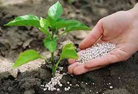 விவசாயிகளுக்கு பாரம்பரிய நெல் விதைகள் வினியோகம்