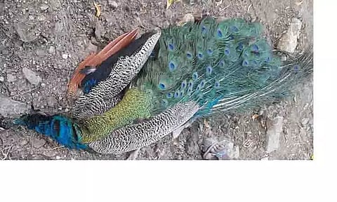 கார் மோதி மயில் சாவு