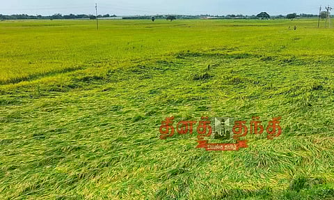 அறுவடைக்கு தயாராக இருந்த 2 ஆயிரம் ஏக்கர் நெற்பயிர்கள் நீரில் மூழ்கின