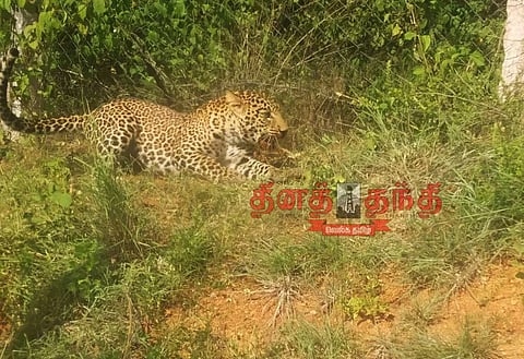 பெரியகுளம் அருகே பரபரப்பு: மின்வேலியில் சிக்கிய சிறுத்தை வனத்துறை அதிகாரி மீது பாய்ந்து தாக்கியது