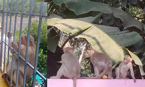 குரங்குகள் அட்டகாசத்தால் பொதுமக்கள் அச்சம்