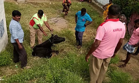 கிணற்றில் விழுந்த எருமை மாடு உயிருடன் மீட்பு