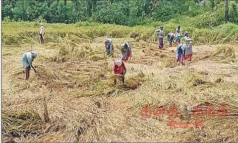 பலத்த மழையால் 100 ஏக்கர் நெற்பயிர் சேதம்